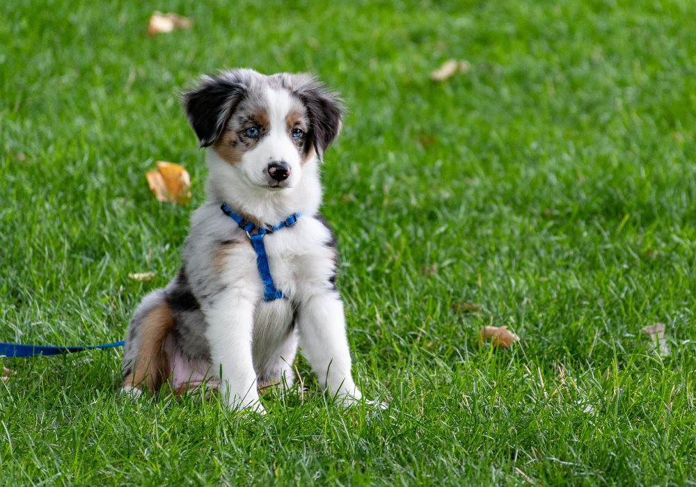 Conquering Nuisance Behaviors in Your Growing Dog
