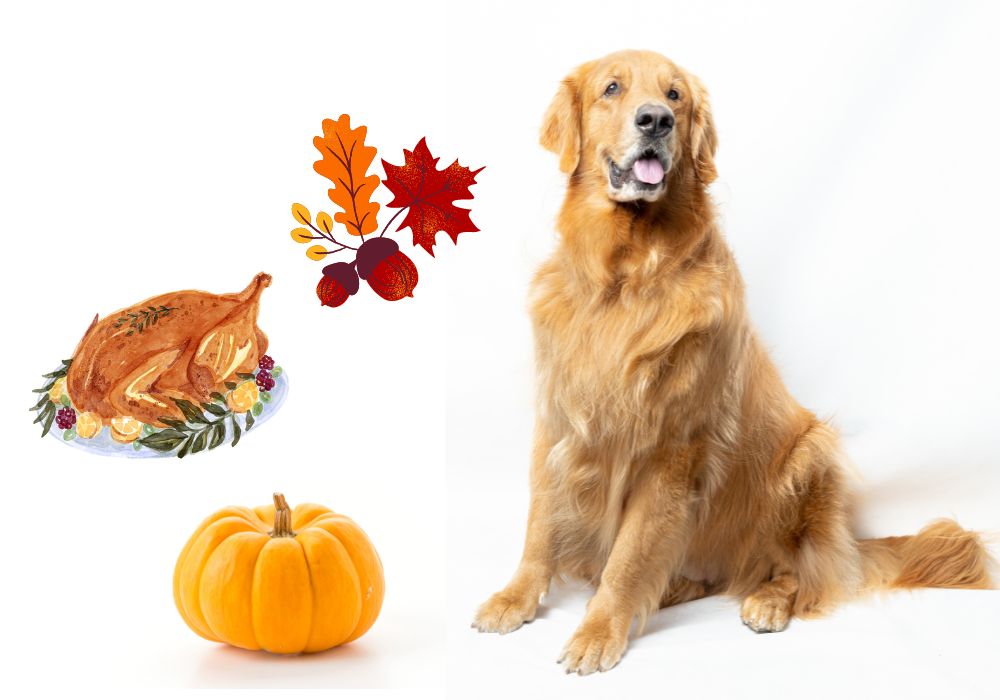 Rachel Ray Real Turkey and Pumpkin Homemade Dog Food Inspired Recipe